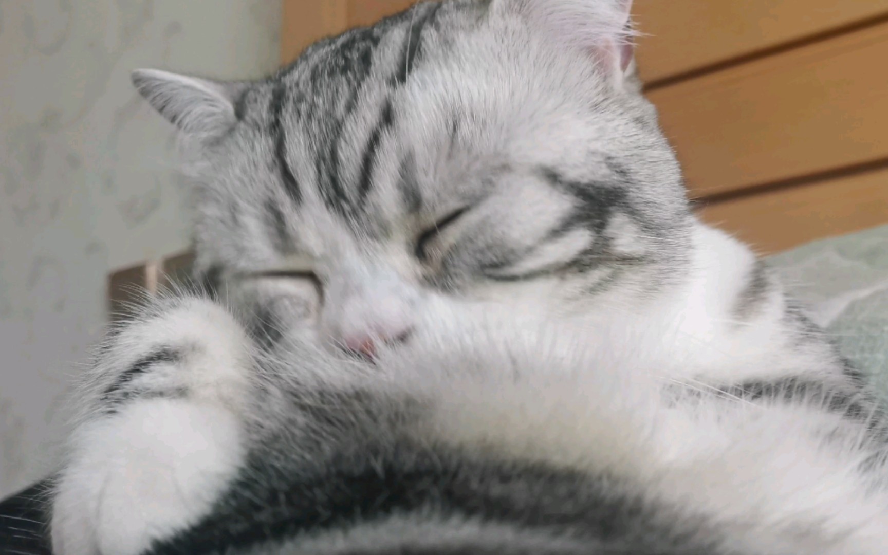 早晨醒来猫咪在床上安逸地舔毛