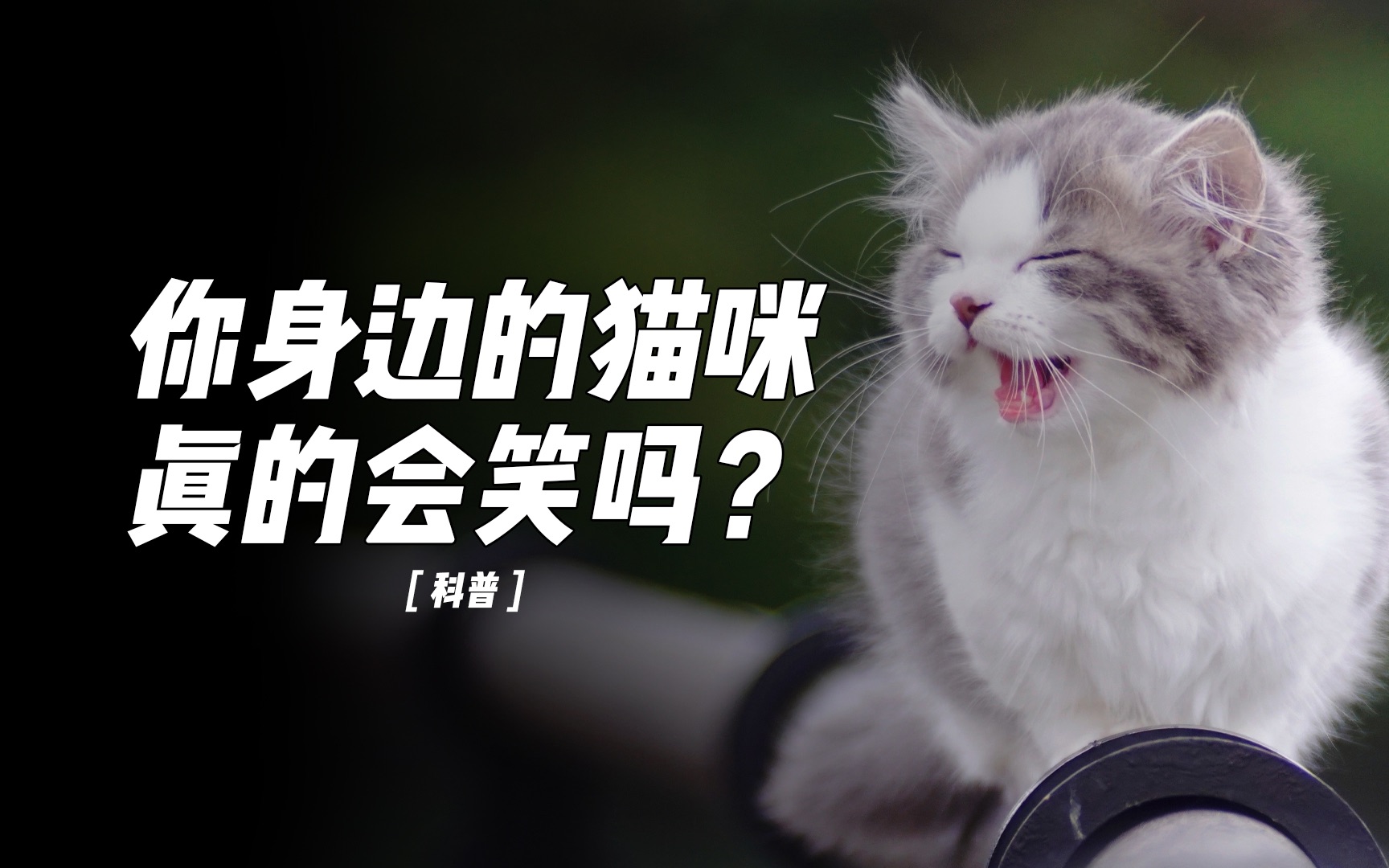 网红猫微表情的秘密哔哩哔哩bilibili