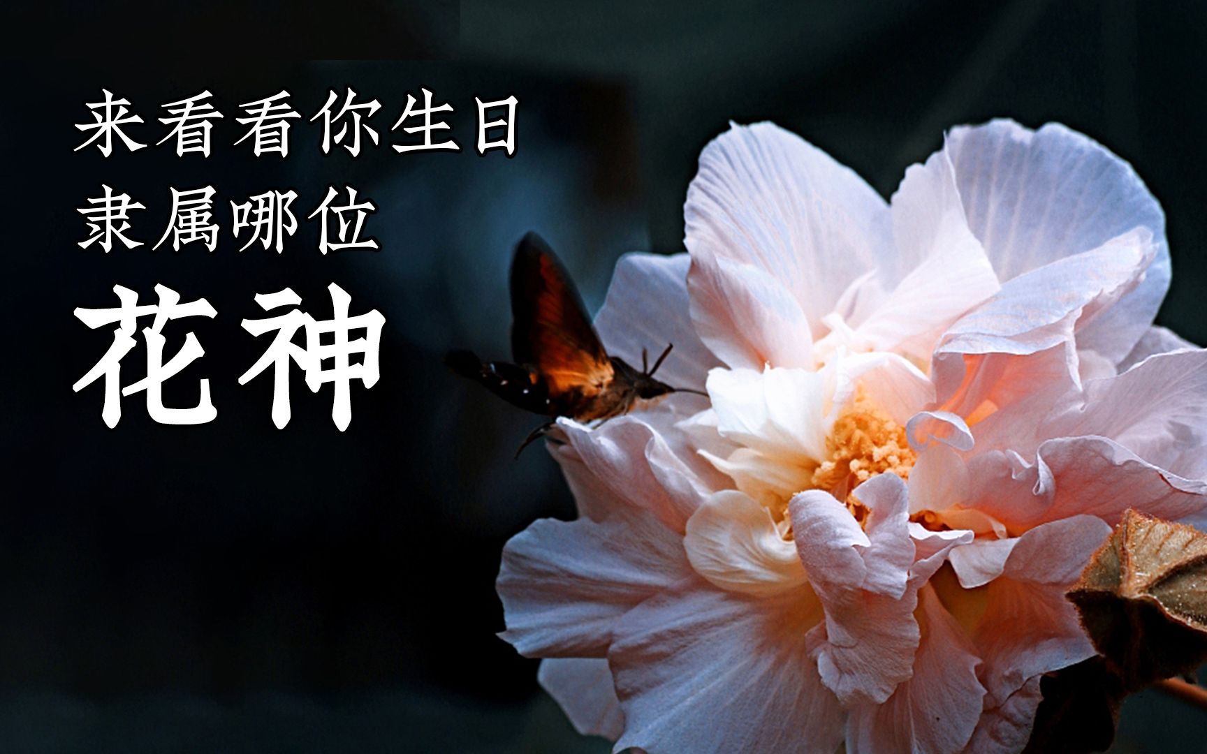 [图]十二月花神，你的生日隶属哪位花神呢~