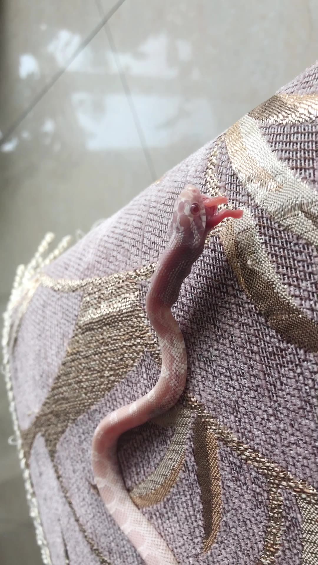 宠物玉米蛇的第二次吃饭饭_哔哩哔哩 (゜-゜)つロ 干杯~-bilibili