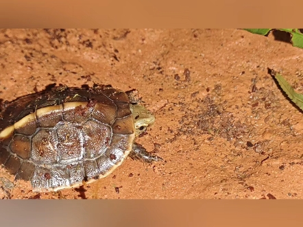 龟友分享:野生物种群约40万只!哔哩哔哩bilibili