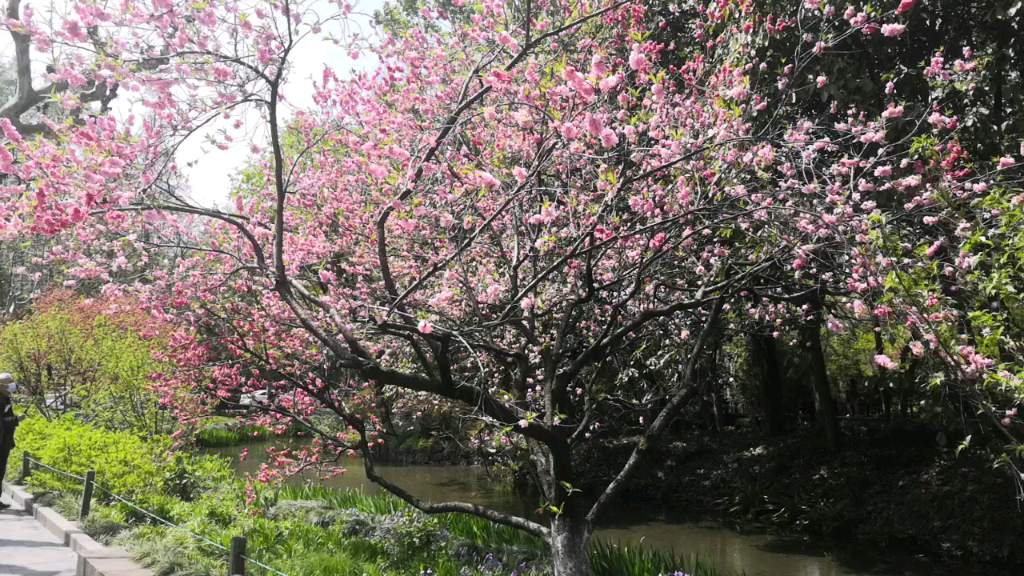 [图]人间草木深，我心桃花源。🌸