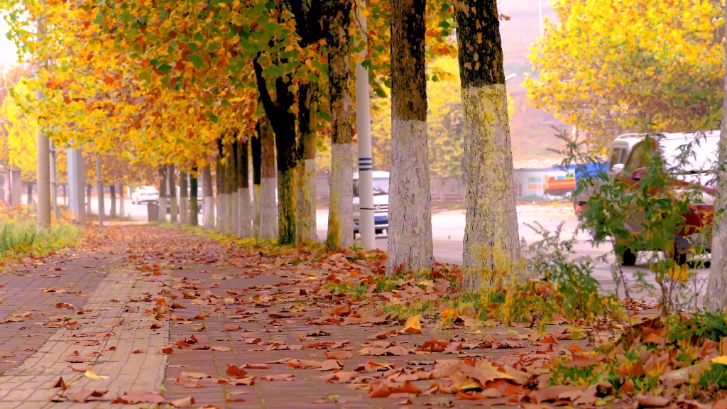 秋天的街道两旁,树叶都已经变得金黄,叶子也渐渐落下,这种画面很唯美