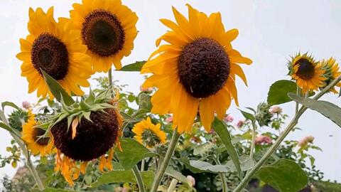 多头向日葵 一棵开花几十朵 轻松实现向日葵切花自由 哔哩哔哩 Bilibili