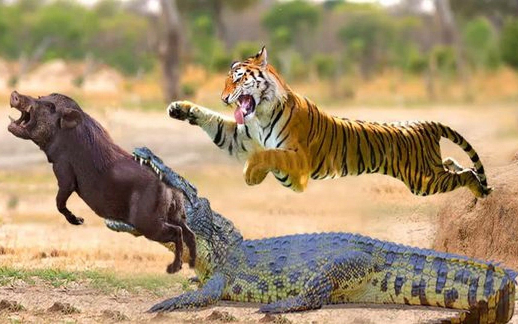 实拍老虎捕猎鳄鱼,老虎:鱼是打不过猫的,你再强也是一条鱼!