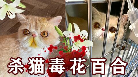 4小时夺猫性命 养猫的人千万别养百合花 宠物猫百合花粉中毒抢救指南 哔哩哔哩 Bilibili