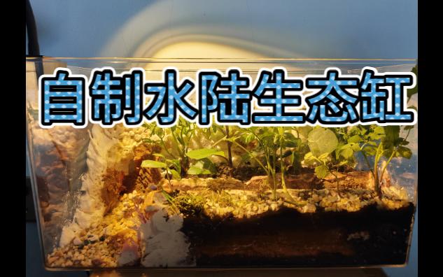 在家自制水陆缸(如何养将军蟹)哔哩哔哩bilibili