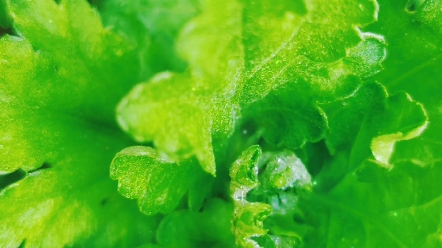 春天,枝头长出了翠绿的小嫩芽儿,枝干不再是光秃秃的了,而是抽出了