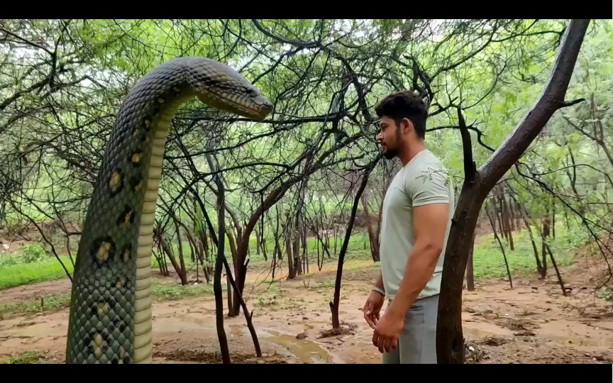男子森林走丢 进入了蟒蛇窝 结果惨了