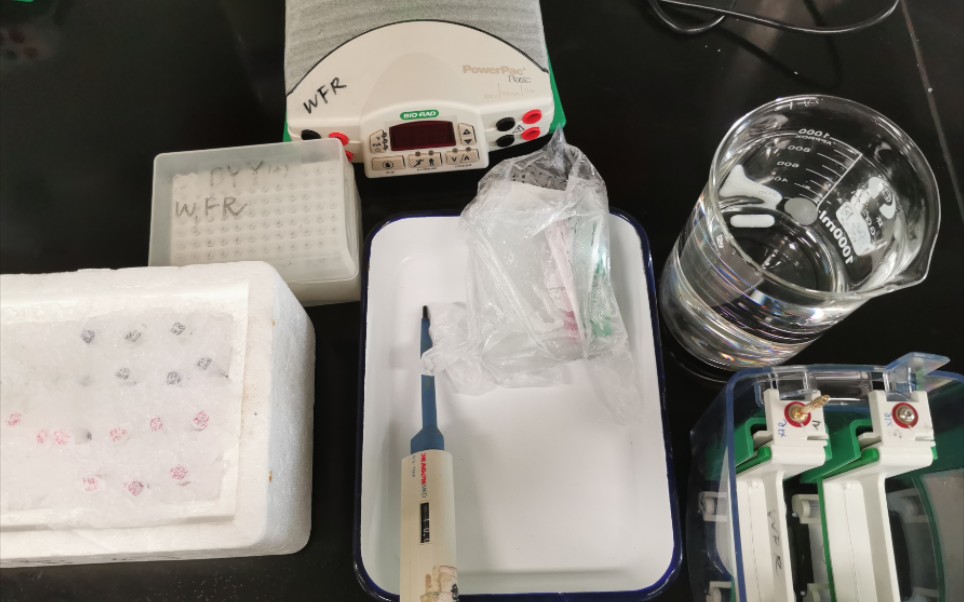 科研菜鸟实验入门之western blot—电泳篇配置电泳液哔哩哔哩bilibili