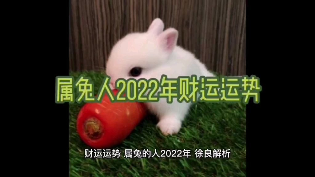 属兔人2022年财运运势,徐良奇门命理哔哩哔哩bilibili