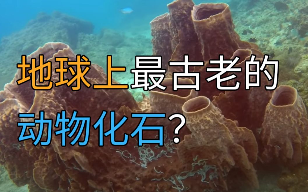 地球上最古老的动物化石是海绵的化石?哔哩哔哩bilibili