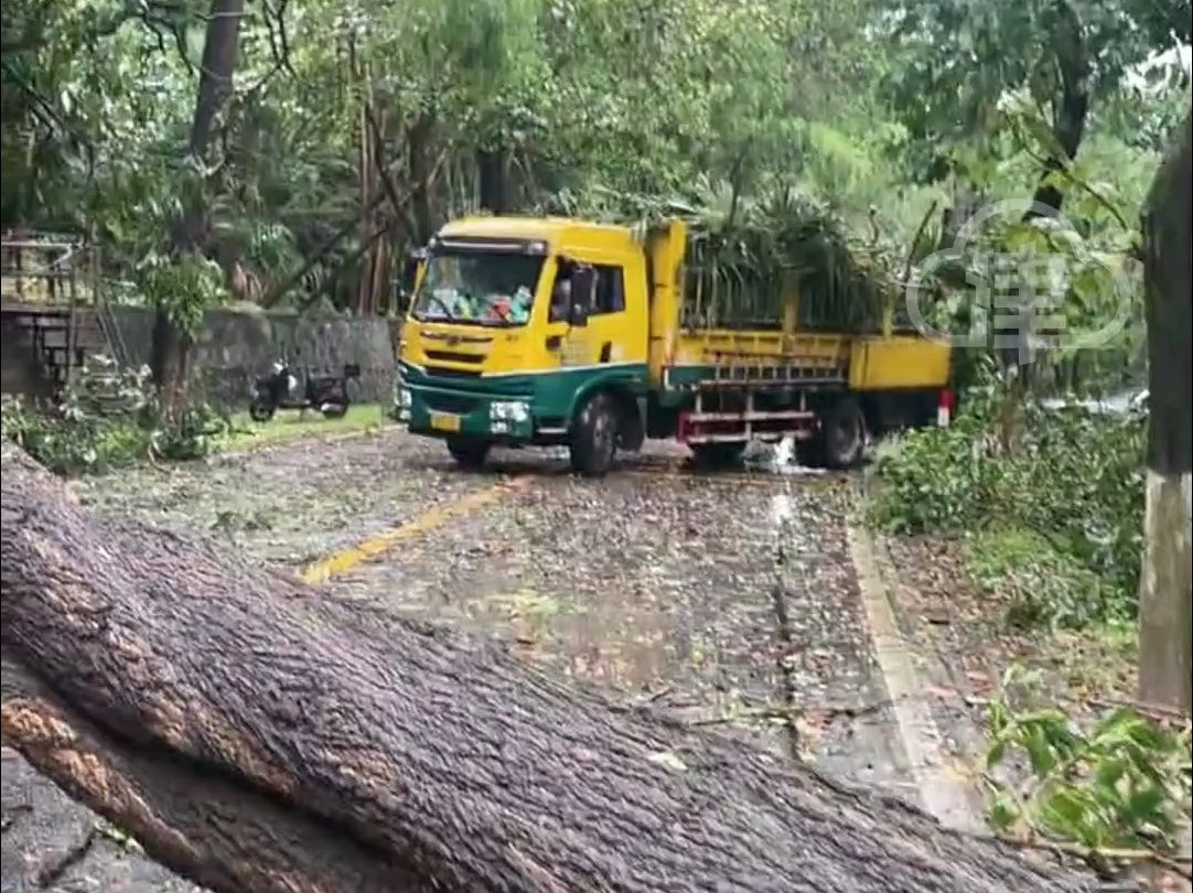 网曝一棵路边的行道树被大风刮倒,挪开倾倒马路行道树收费3000元?广东广州园林绿化处回应哔哩哔哩bilibili