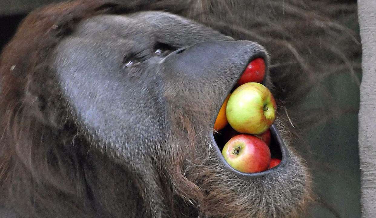 ar 公交站台,看猩猩吃苹果