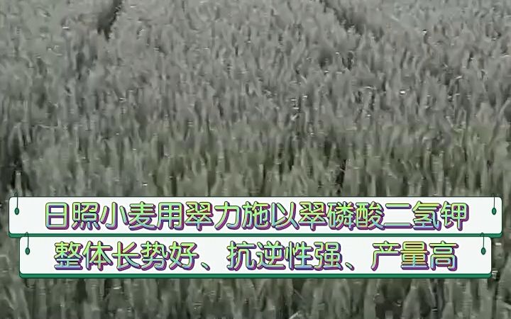 水溶肥山东日照小麦用翠力施以翠磷酸二氢钾,整体长势好、抗逆性强、产量高哔哩哔哩bilibili