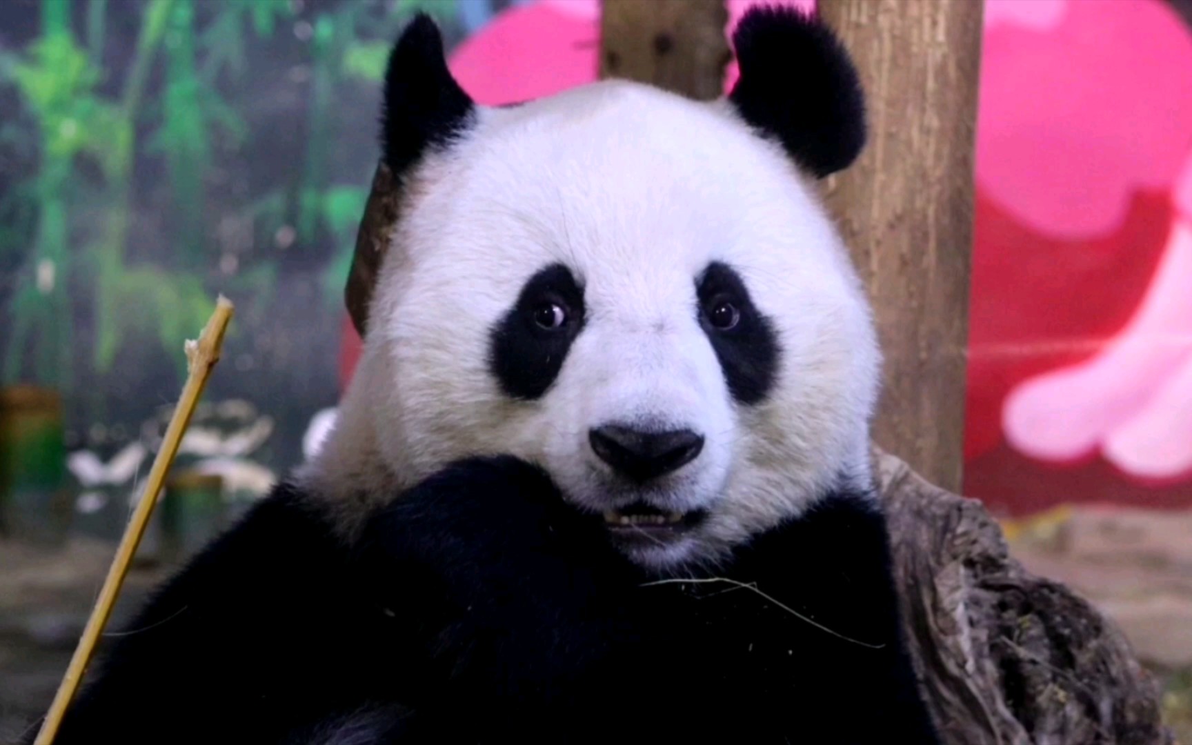 【大熊猫国庆】翻白眼大解密:日常中的无声语言