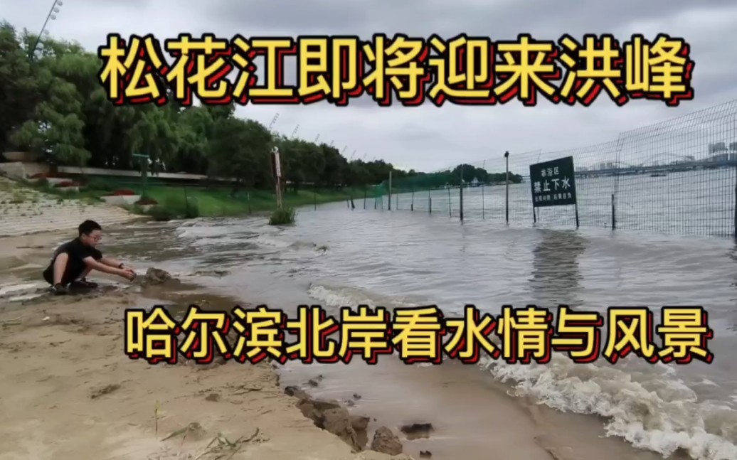 哈尔滨段松花江迎来一号洪峰,太阳岛沿着江边看水情哔哩哔哩bilibili