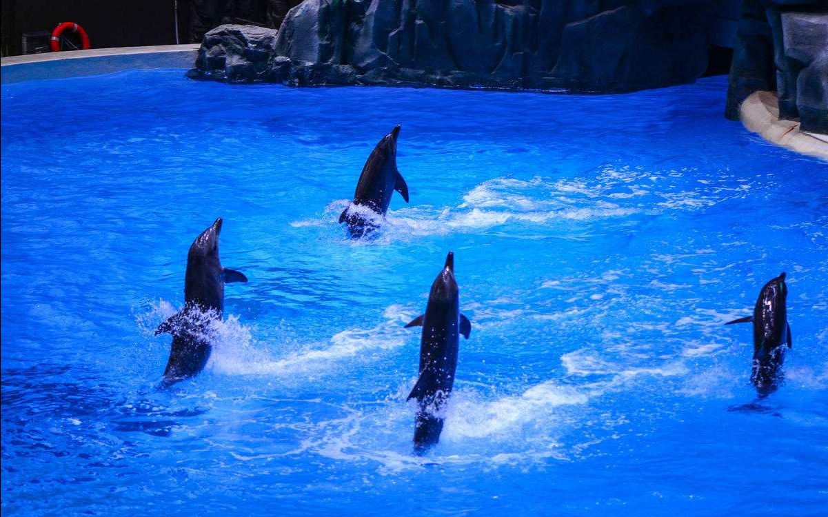 极地海洋世界海豚表演图片