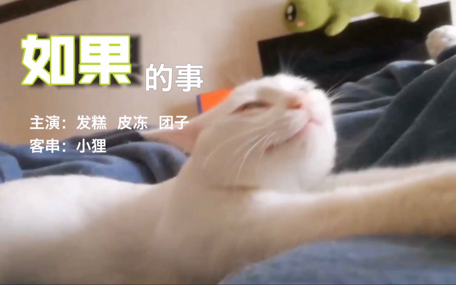 【猫咪MV】如果的事(重点看简介)哔哩哔哩bilibili