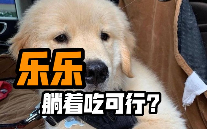 一只躺着吃零食的金毛 大写一个懒字