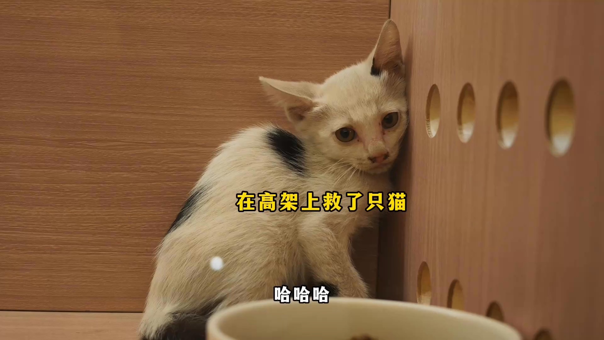 八条又多了两个弟弟妹妹～