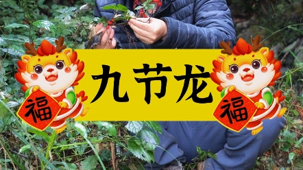 龙年介绍一种叫龙的草药:九节龙!哔哩哔哩bilibili