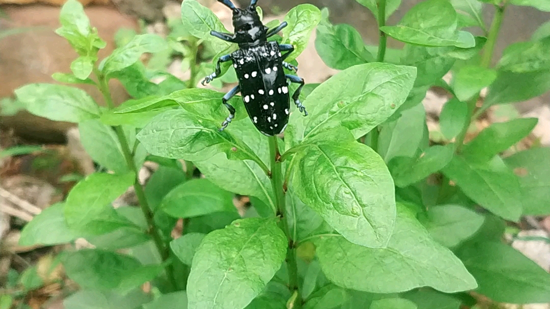 这是什么甲虫牛角虫