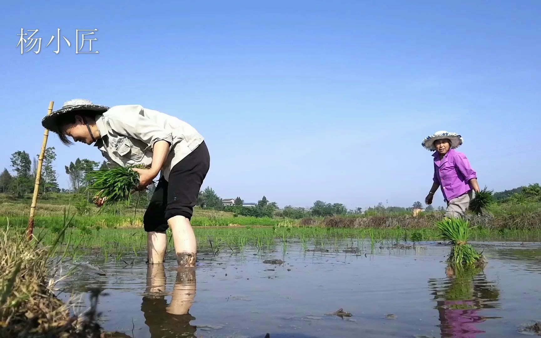 杨小匠:五一劳动节插秧,体验一下农村田间地头栽秧的艰辛