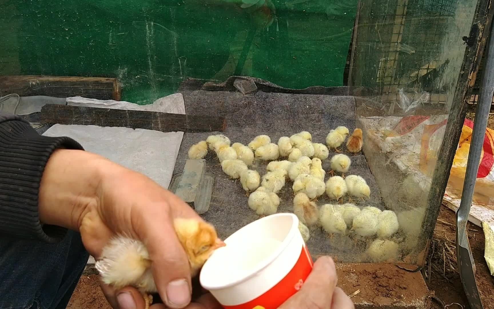 某宝买的小鸡苗应该是才孵出来的伤亡比较多啊