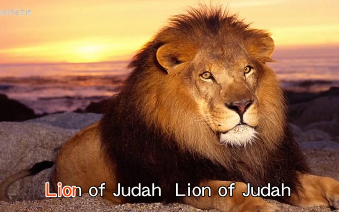 犹大支派的狮子图片