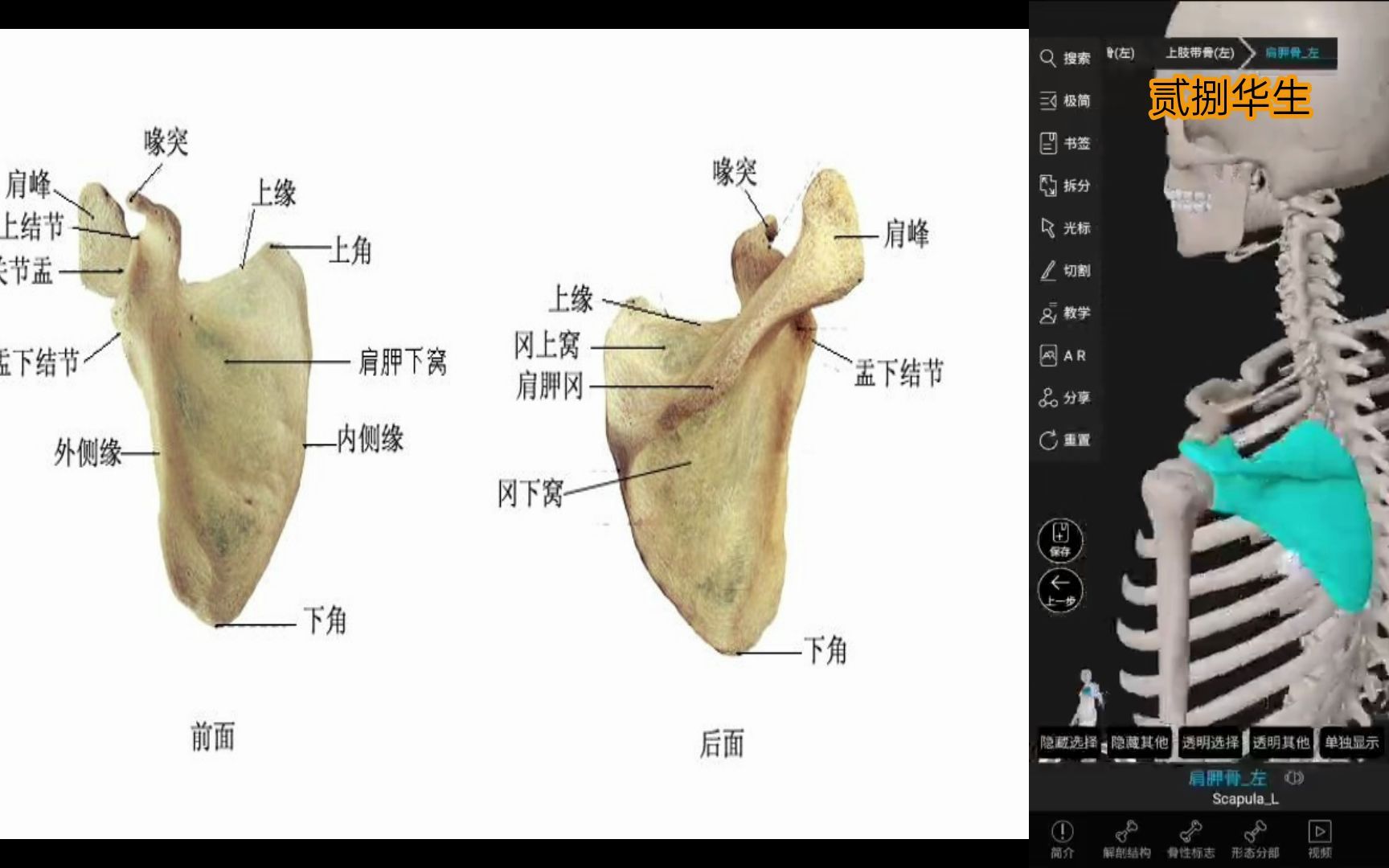 运动解剖基础课 运动系统附肢骨(1)上肢带骨 锁骨 肩胛骨哔哩哔哩bilibili