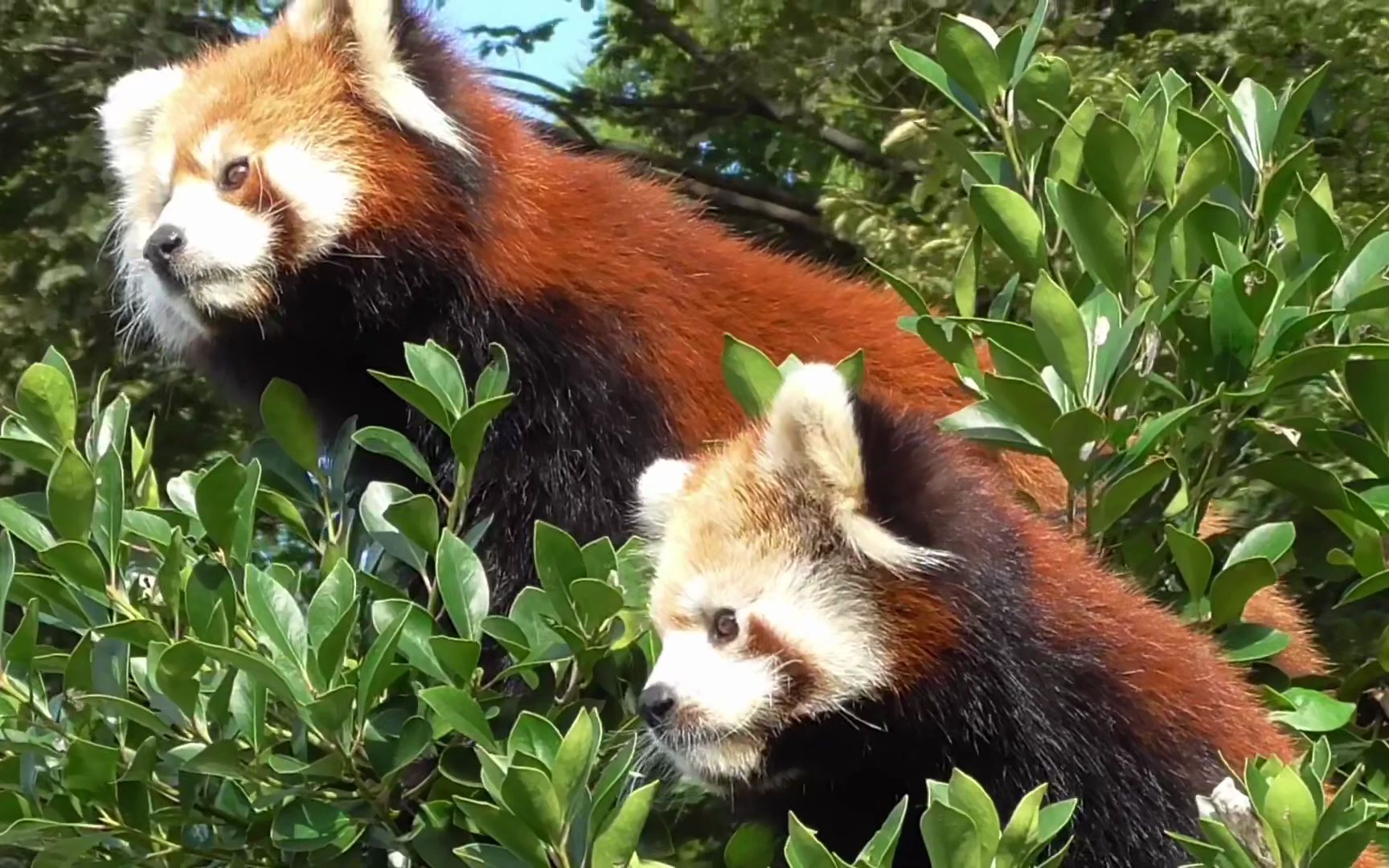 西山动物园 登高望远的小熊猫