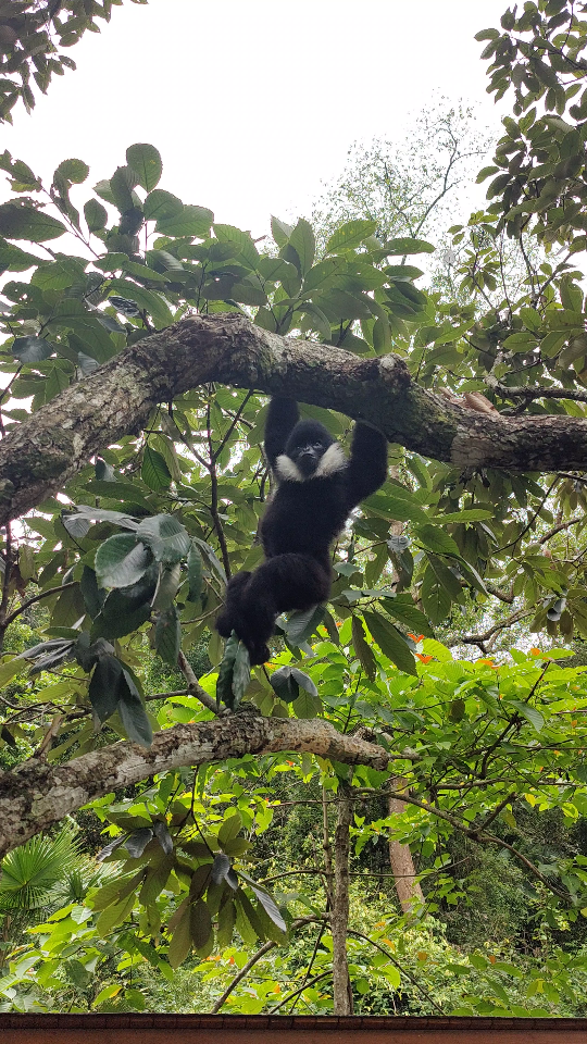 西双版纳,野象谷,猴子爬树