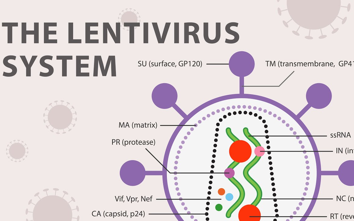 【中字】重组慢病毒载体系统介绍(The Recombinant Lentivirus System)哔哩哔哩bilibili