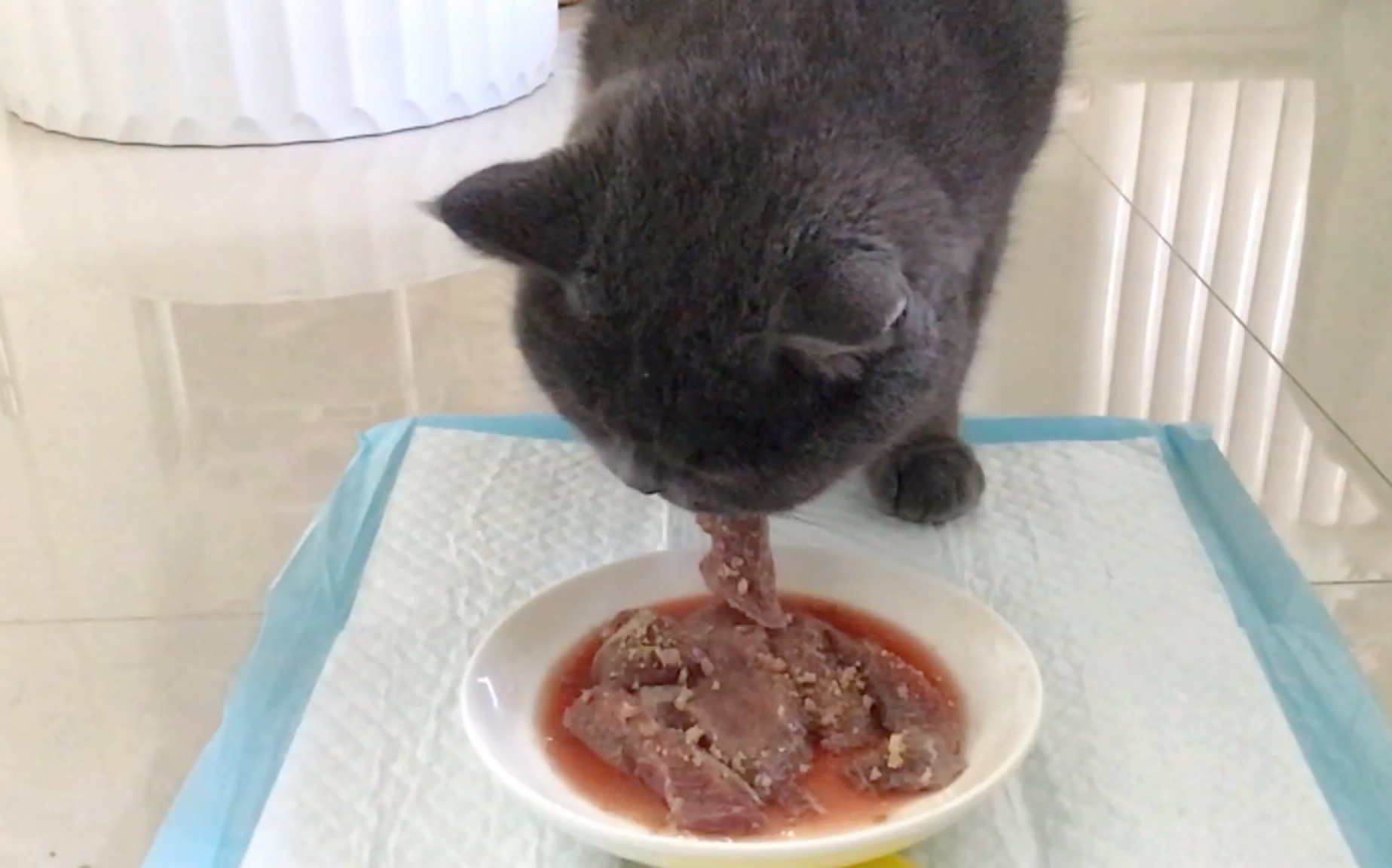 【要要日常】吃鸵鸟,没吃完