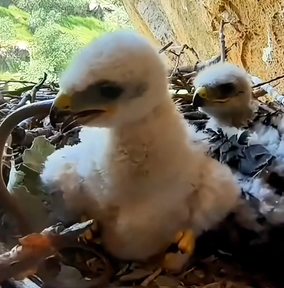 金雕,真是强悍,雏鸟从小就以大辣条为食,这雏鸟白白的真是可爱