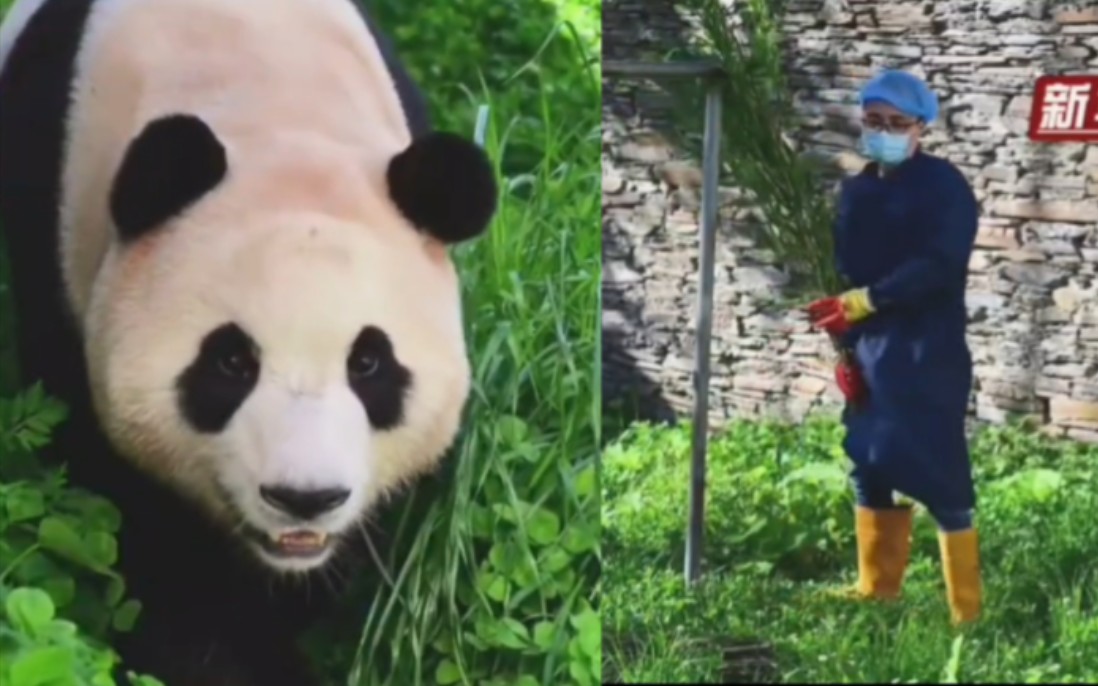 福宝隔离期间徐翔奶爸给她在院子里插竹子丰荣,让福宝有打野的新鲜感