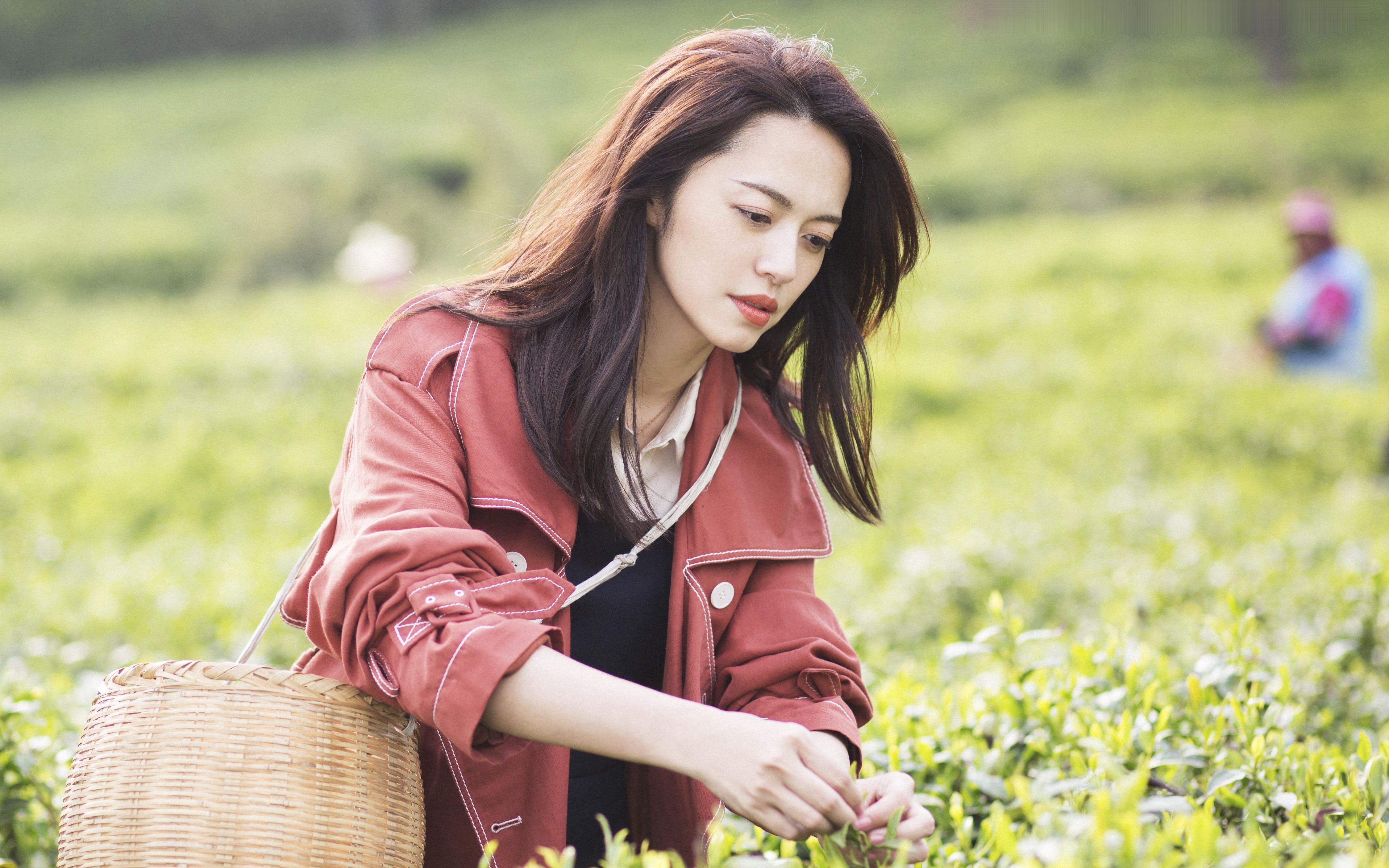 【姚晨】春日 樱花 还有你