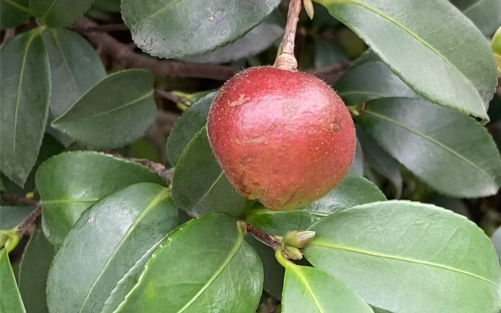 试吃茶花树之果_哔哩哔哩_bilibili