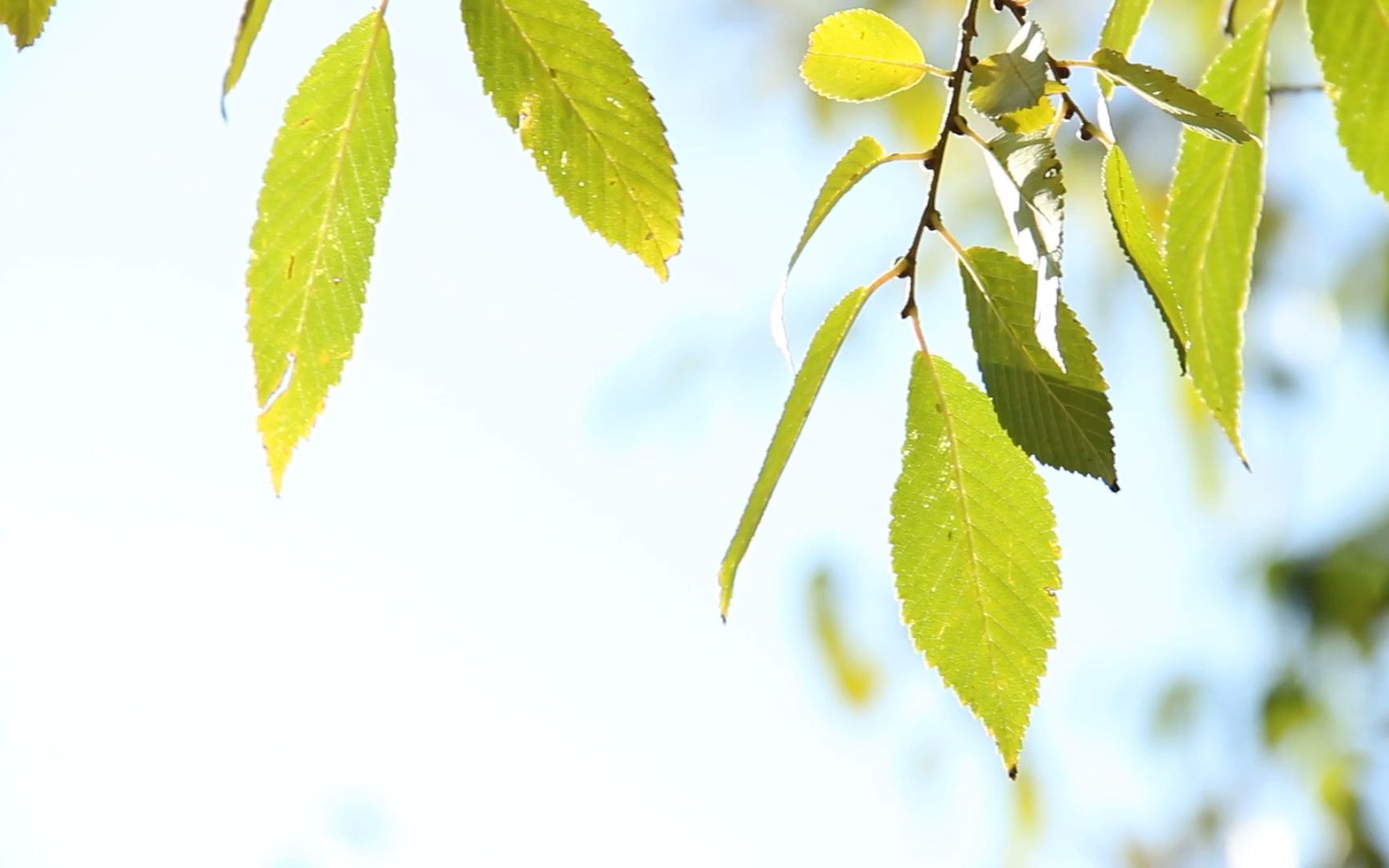 空镜头视频 树叶植物微风蓝天夏季 素材分享哔哩哔哩bilibili