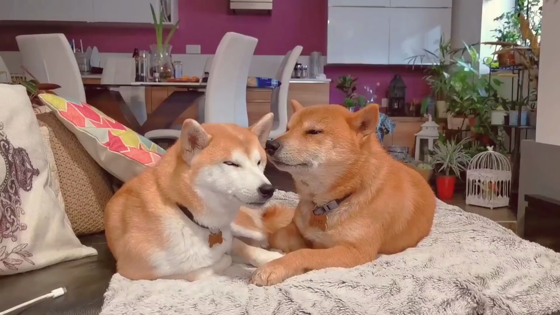 【柴犬shiro suki】我的狗恋爱了