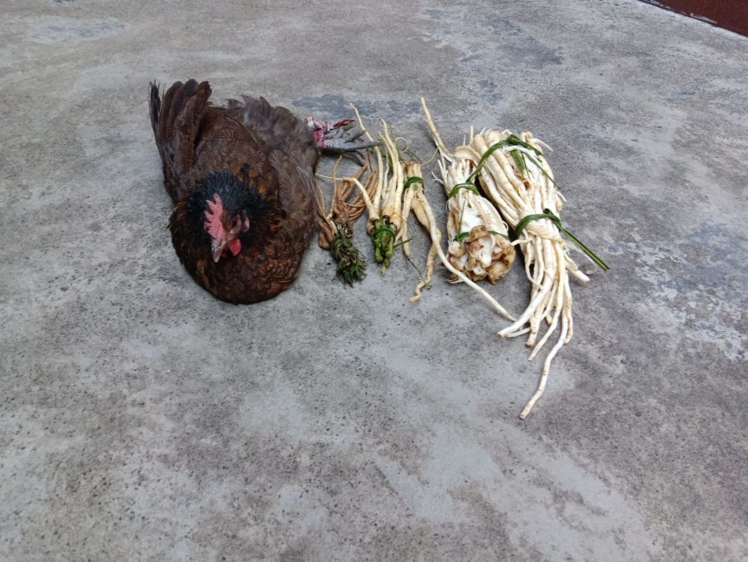 野生草药煮散养土母鸡肉哔哩哔哩bilibili