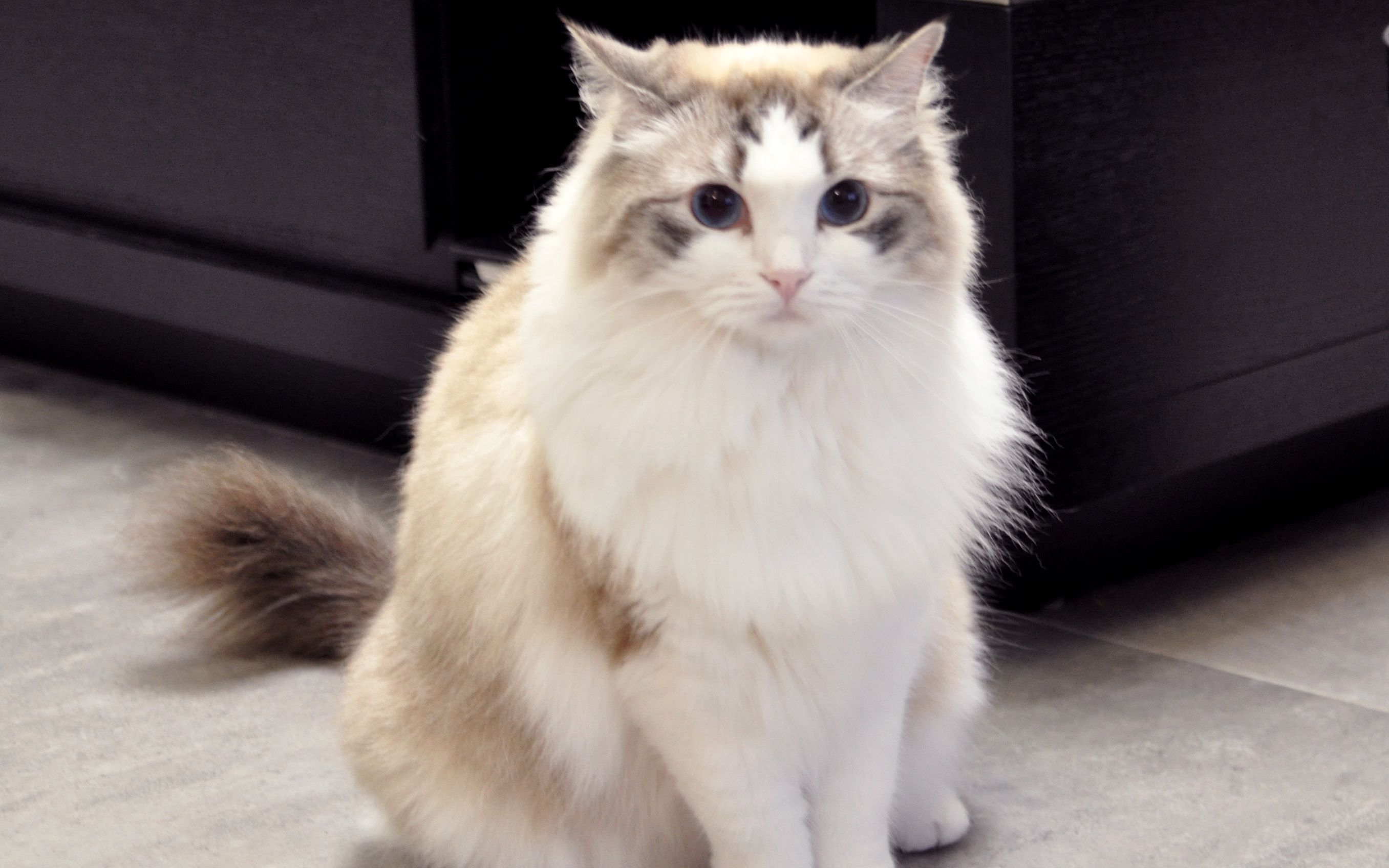 活动作品布偶猫缅因猫四只猫vlog式一日记录