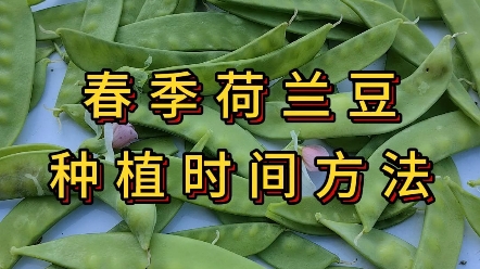 荷蘭豆春季種植時間和方法