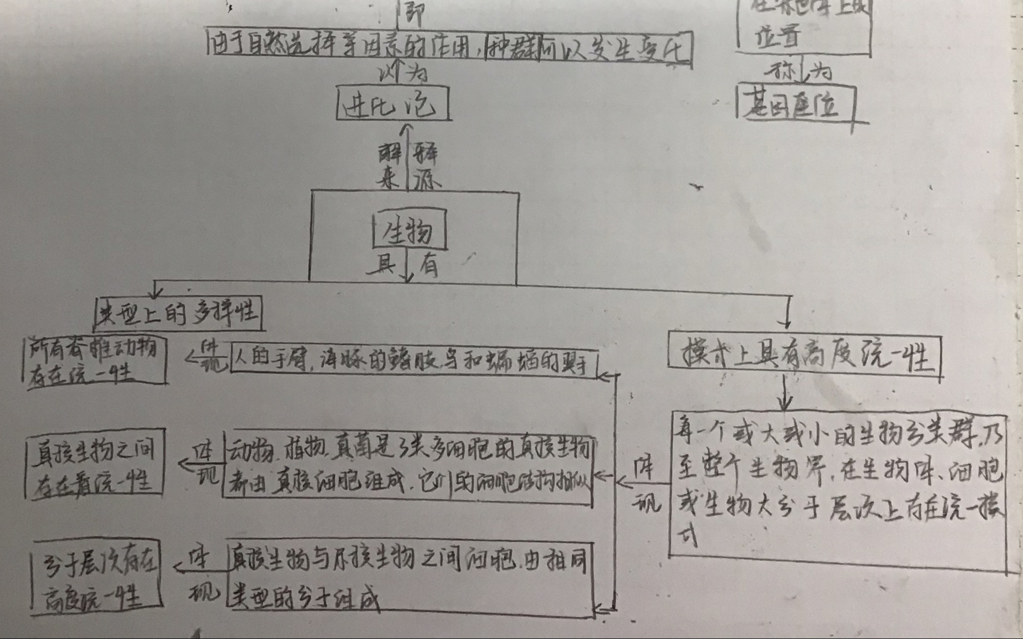 【生物的进化】思维导图哔哩哔哩bilibili