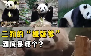 Download Video: 二狗润玥的爹到底是哪个熊猫？“嫌疑爹”有三个，你觉得哪个最像