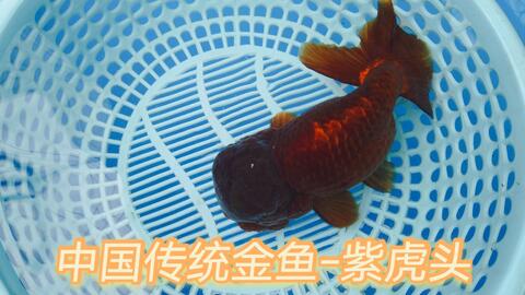 长城展会国际范的水族用品 果蝇幼虫做鱼粮 真正安全有效的鱼药 哔哩哔哩 Bilibili