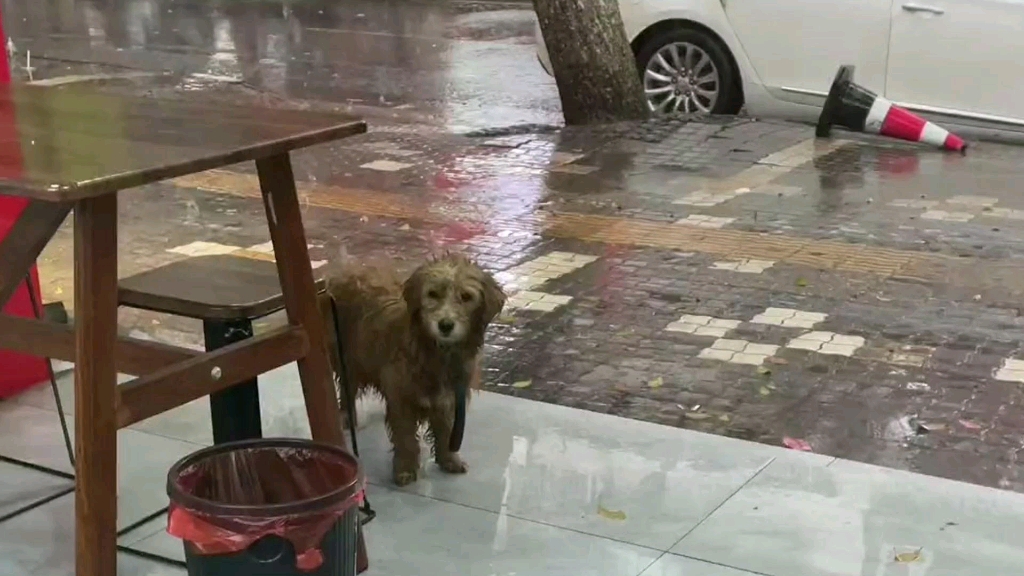 下雨天饭店门口来了一只流浪狗,老板投喂几次后,结局暖心#流浪狗#流浪