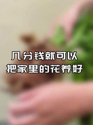 [图]【养花339】为什么家花没有野花开的多、香味浓？