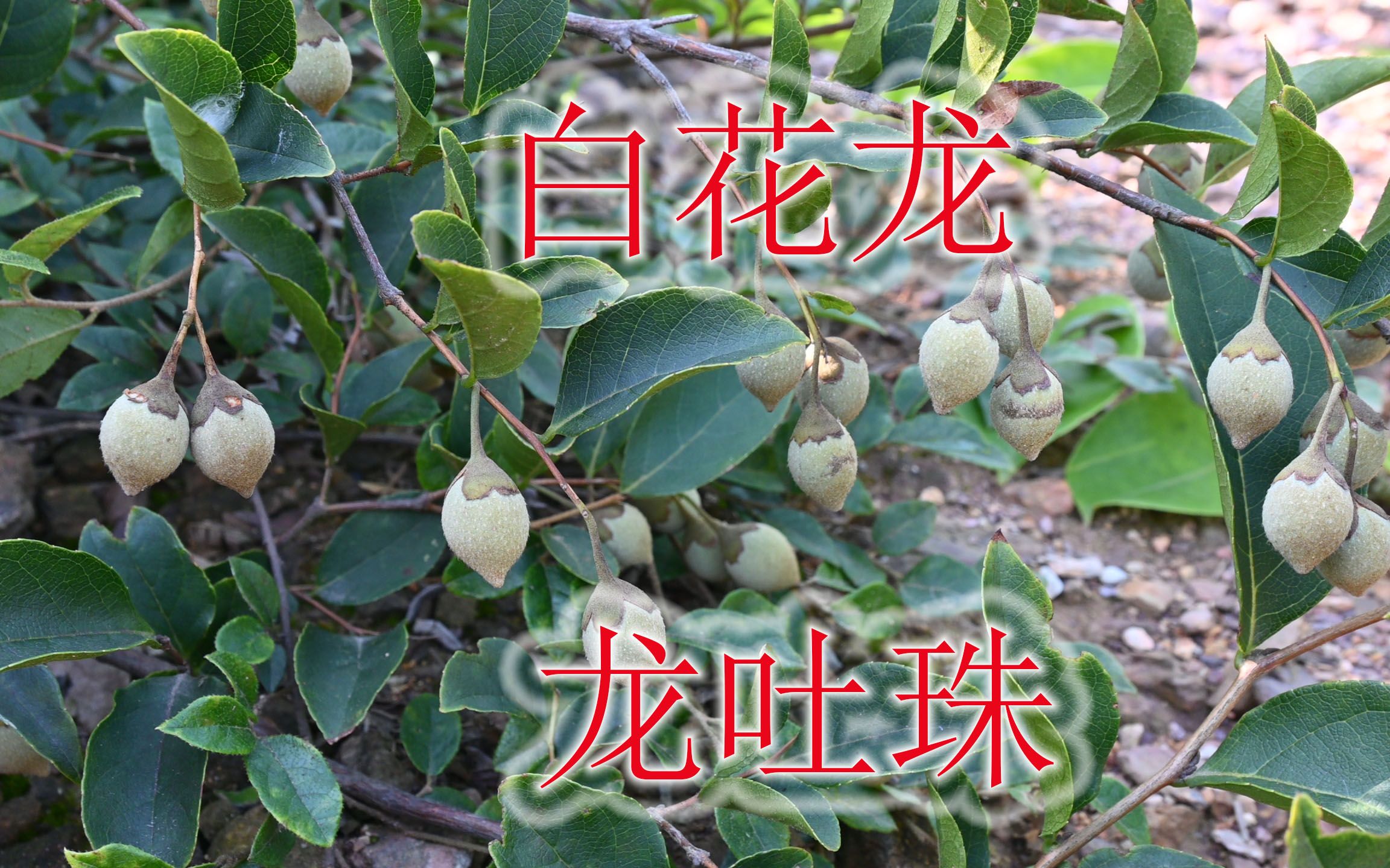 观赏植物“白花龙”,球形果实别称“龙吐珠”,也是中药材哔哩哔哩bilibili